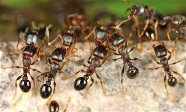 灭蚂蚁
